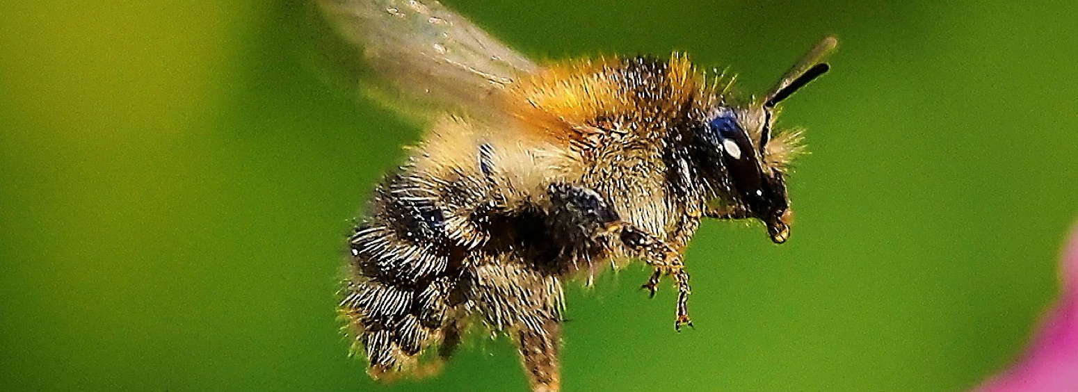 foto-biene-im-flug-teaser-artikel-storytelling-bienenarbeit-home-kom4all